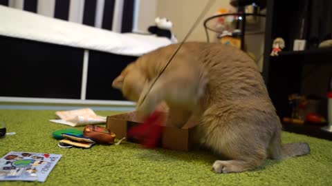 Hosico is loving his new Meowbox toys!