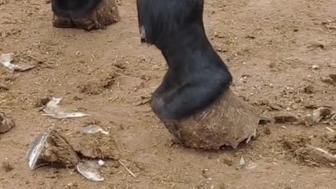 Horse Hoof Cleaning