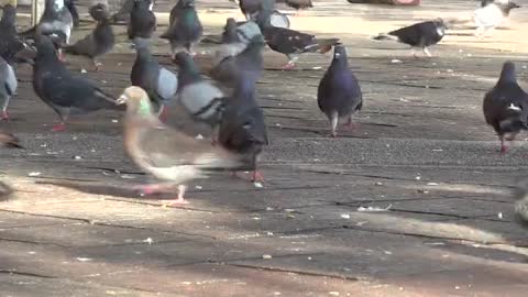 The most beautiful shot of pigeons eating and having fun