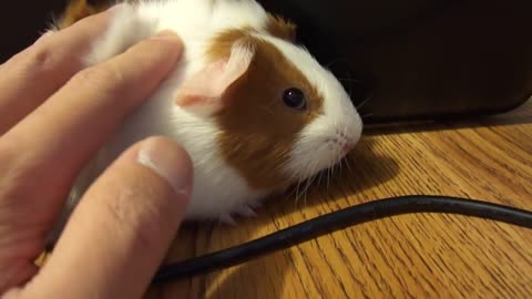 Guinea Pig Purring _