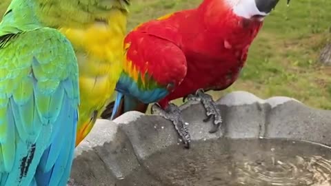 the most beautiful birds Make a suit with its colors