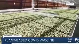 Vaccines - Plant Based Covid Vaccines