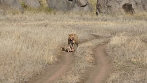 Baby lion cubs walk with their mother, but one of them refuses.