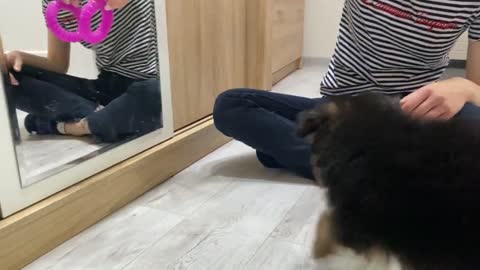 German Shepherd Puppy Sees Himself in the Mirror for the First Time