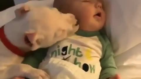 Dog kisses baby and baby still asleep