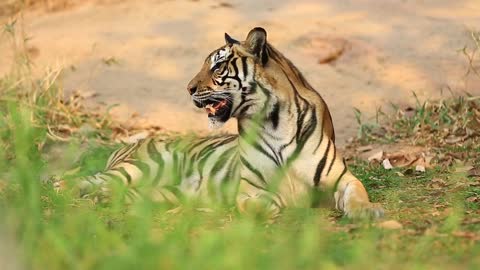 Tigre e suas características/animais