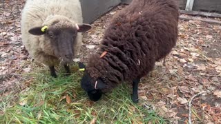 Shetland Sheep Having A Feast