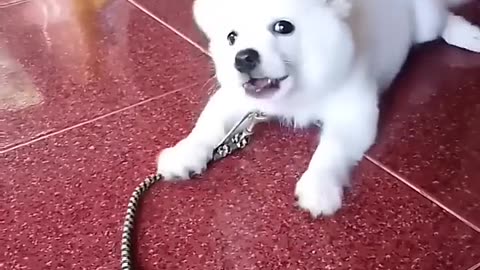 cute puppy barking