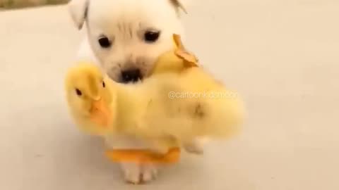 The love between the puppies and ducklings 🥰 | Funny Dog and ducklings