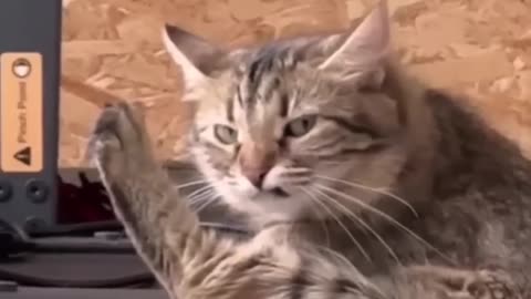 Cats Funny Reactions Video Part:-5