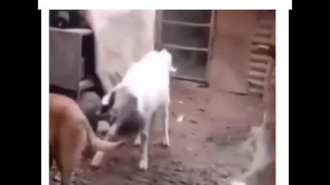 Goats disturbing the dog