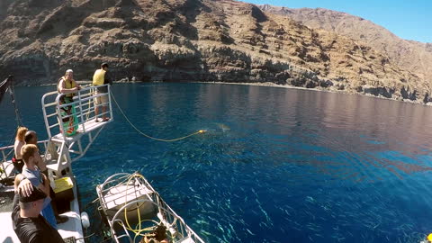 Great White Shark tries to catch bait at Guadalupe Island.