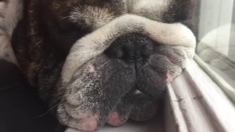 Bulldog se queda dormido parado