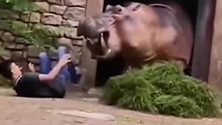 Hippo shows zookeeper who's boss