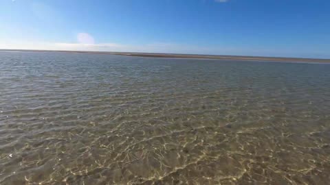 Oyster Foraging Through The Mangroves In Shark Bay!