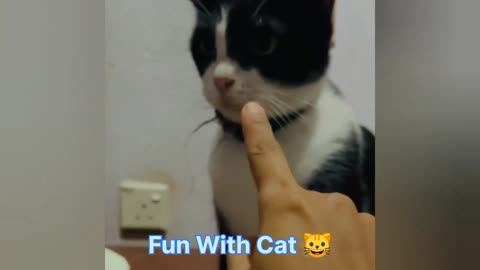 Cats funny videos 🥰 | funny cat video