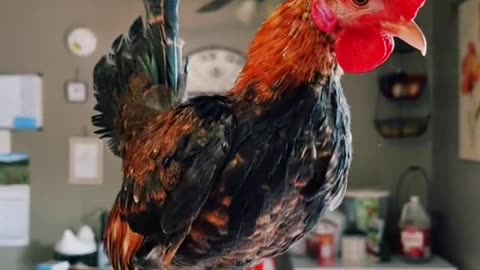 FUNNY CHICKEN 🤣🤣 MUST WATCH AND MAKE YOUR DAY FUNNY 😂😂