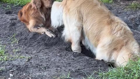 Dog Tosses Dirt Into Sibling's Face