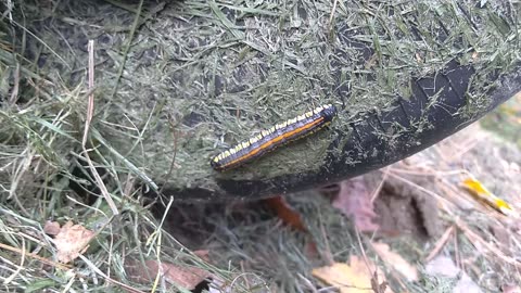 Brown-hooded owlet caterpillar