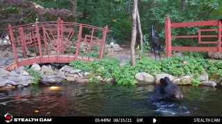 Black Bear Goes for a Swim in Koi Pond