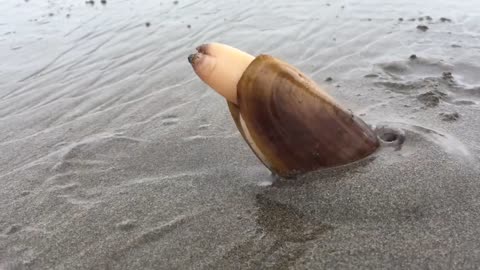 Clam digs into sand