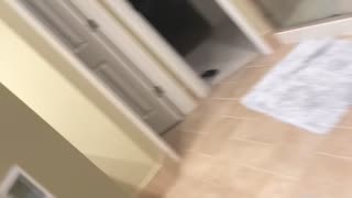 Mischievous Cat Flickers Light Switch