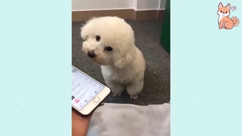 Cute Puppy makes Police Siren Sounds 😂