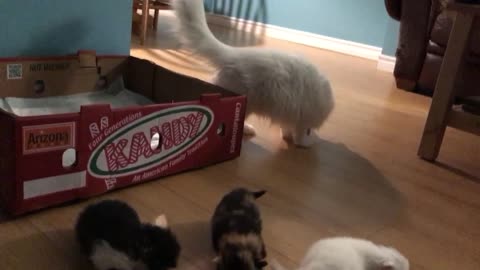 kittens first time out of the box