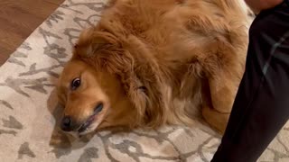 Dog Gets Massage Gun Massage