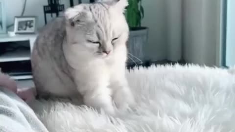 Cutest Cat Breed/Scottish Fold