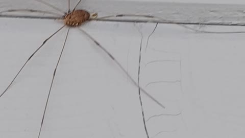 Close up of a Daddy Long Legs Spider