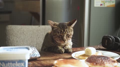 The cat is preparing to eat breakfast