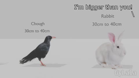 I'M BIGGER THAN YOU (ANIMAL SIZE COMPARISON)
