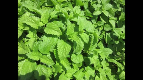 Lemon Scented Herb Lemon Balm Sept 2022