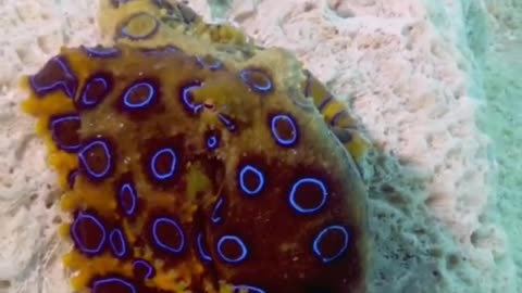 5 Five Fun Fish Facts - Blue Ring Octopus #shorts #octopus #blueringoctopus