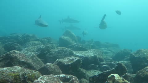 Feeding frenzy of white tip sharks on the reef