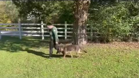 Off-Leash Heel: The Sable German Shepherd Dog