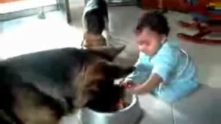 Baby And Dog Fight Over Food
