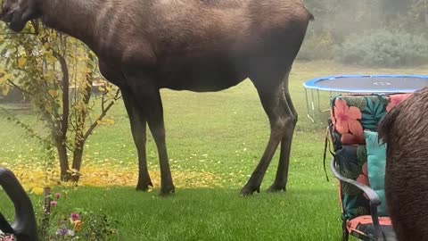 Family of Moose Visit Friendly Backyard