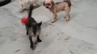 Dog throwing his own ball