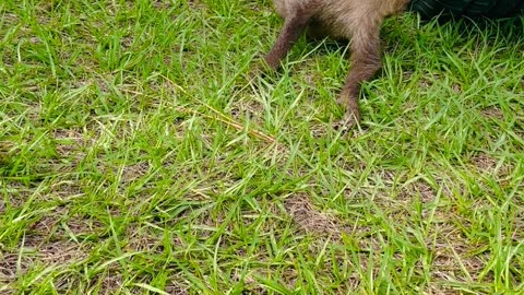 Baby Sloth Touches Grass For First Time