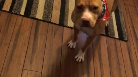 Pitbull loves hearing the words “bye bye”