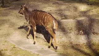 Life Of Nyala Deer Walking In Zoo Habitat