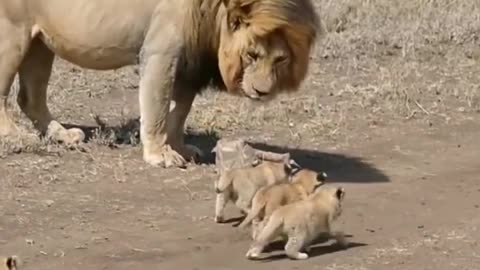 Cute lion cubs meet dad #shorts