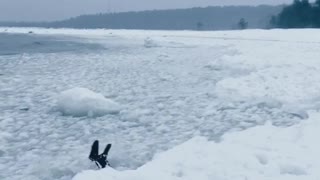 Boy diving in ice beach wonderful