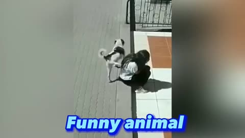 Funny animal cat dog 😆 funny video 😆 cute dog cat videos