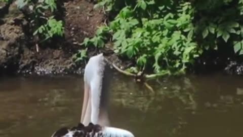 Brown pelican Birds Animals Videos For Kids | Animals Videos
