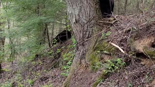 Two Bears Crossing the Road in Tennessee