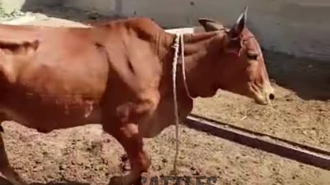 Cow Mooing | Cow Mooing Video #cattlesfarming