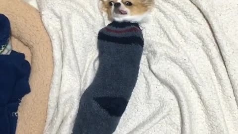 Tiny chihuahua fits inside sock